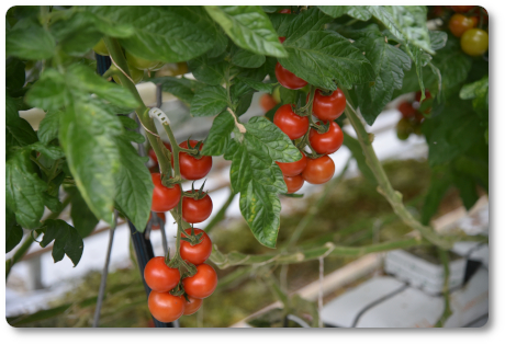 Drechsler Gartenbau 02